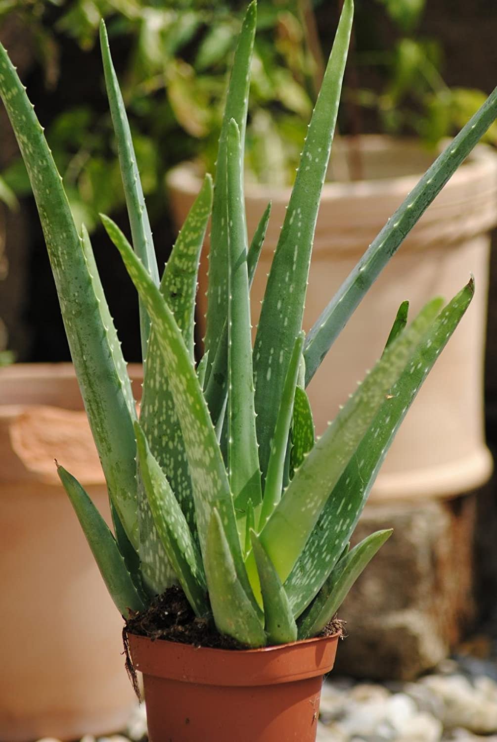 aloe-vera-linné-pflanze